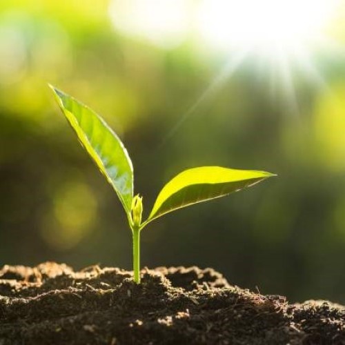 Plant seedling sprouting.